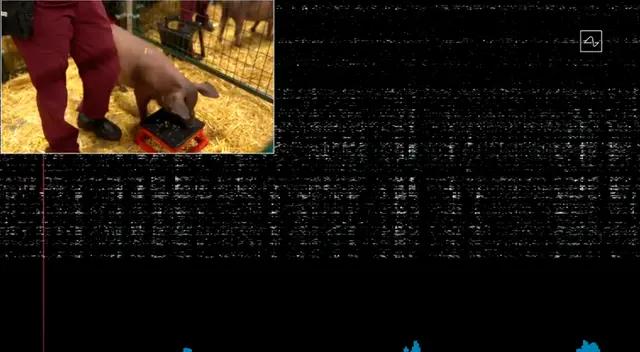 Imágenes del comportamiento del cerdo y la máquina registrando sus movimientos.