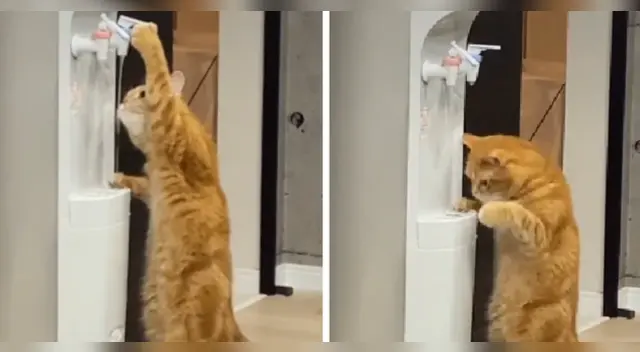 El clip cuenta con miles de reproducciones en TikTok.