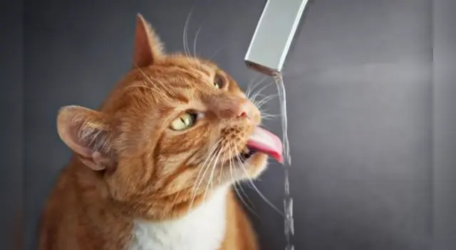 El tierno video causó furor en las redes sociales.