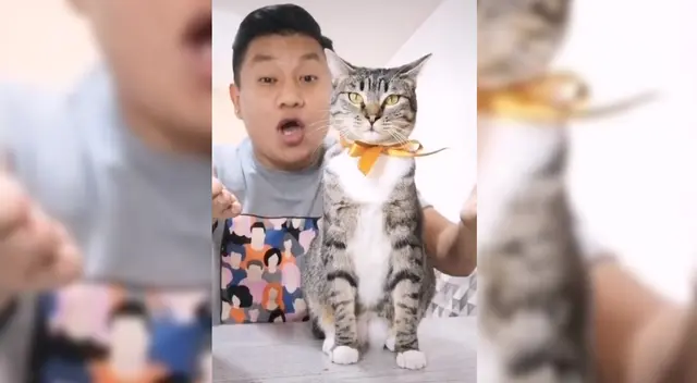 La reacción de la felina causó furor en TikTok. La reacción de la felina causó furor en TikTok.