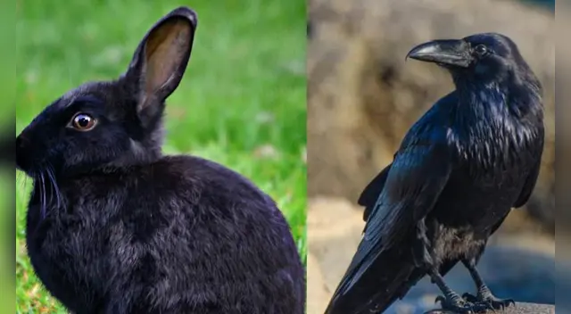 Te sorprenderás con el resultado de este desafío viral de Twitter. Te sorprenderás con el resultado de este desafío viral de Twitter.