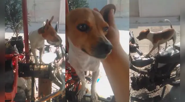 El clip cuenta con miles de reproducciones en las redes sociales.