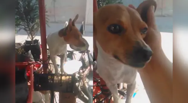 El adorable perro se robó los corazones de miles de usuarios en Facebook.