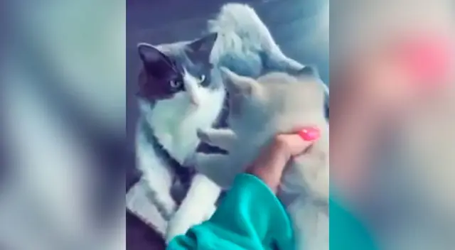 Gatito tuvo tierna reacción al conocer a su Gatito tuvo tierna reacción al conocer a su