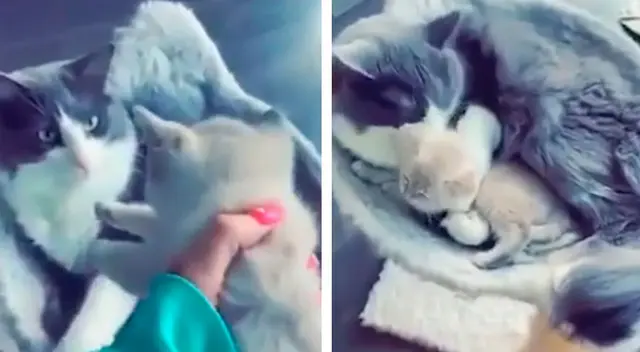 Gatito tuvo tierna reacción al conocer a su Gatito tuvo tierna reacción al conocer a su
