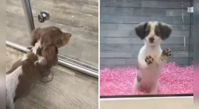 La escena tocó los corazones de miles de usuarios en las redes sociales. La escena tocó los corazones de miles de usuarios en las redes sociales.