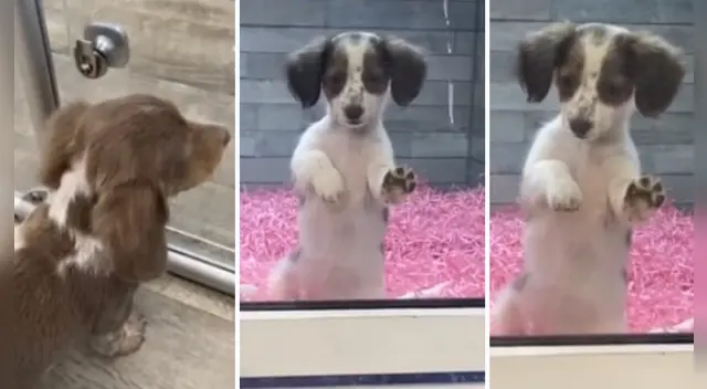 El clip cuenta con miles de reproducciones en TikTok. El clip cuenta con miles de reproducciones en TikTok.