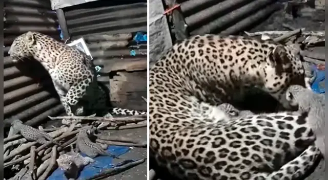 La escena causó el asombro de varios usuarios en las redes sociales. La escena causó el asombro de varios usuarios en las redes sociales.