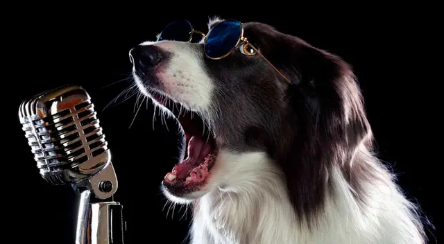 Perrito asombra a todos por su habilidad al “cantar” y “tocar” el piano Perrito asombra a todos por su habilidad al “cantar” y “tocar” el piano