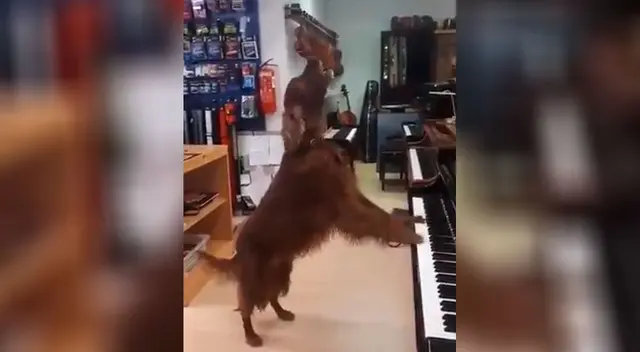 Perrito asombra a todos por su habilidad al “cantar” y “tocar” el piano Perrito asombra a todos por su habilidad al “cantar” y “tocar” el piano