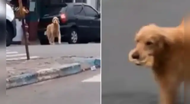 La actitud del can conmovió a miles en las redes sociales.