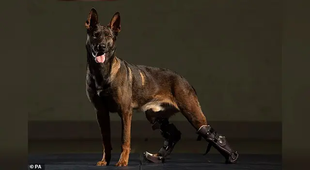 Kuno es el primer perro de trabajo militar del Reino Unido en ser equipado con una prótesis ligera.