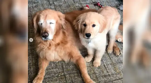 Estos perritos se han vuelto inseparables.