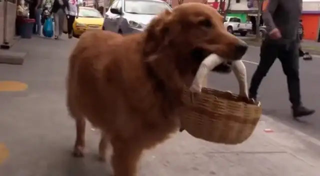El recorrido de este perrito fue compartido en la red social Facebook.