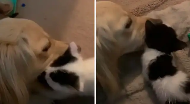 El tierno gesto de este perrito ha conmovido a todos los usuarios de las redes sociales.