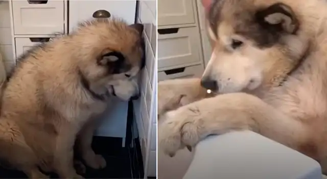 Escenas del berrinche del perro siberiano que se rehúsa a bañarse.