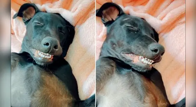 Dueña sorprende a su perro durmiendo con una sonrisa Dueña sorprende a su perro durmiendo con una sonrisa