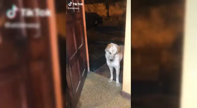 El perro se niega a ingresar a la casa y es viral.