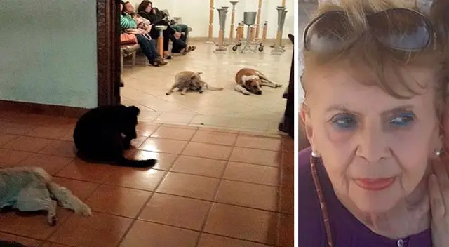 Perritos callejeros asisten al funeral de la mujer que los alimentaba todos los días