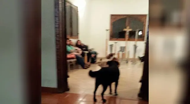 Perritos callejeros asisten al funeral de la mujer que los alimentaba todos los días