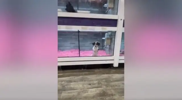 El emotivo video viral de TikTok muestra cómo el cachorro está muy triste, porque su ‘único amigo’ dejará el albergue y tiene sentimental reacción para que no se vaya. El emotivo video viral de TikTok muestra cómo el cachorro está muy triste, porque su ‘único amigo’ dejará el albergue y tiene sentimental reacción para que no se vaya.