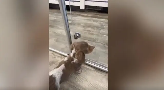 El emotivo video viral de TikTok muestra cómo el cachorro está muy triste, porque su ‘único amigo’ dejará el albergue y tiene sentimental reacción para que no se vaya. El emotivo video viral de TikTok muestra cómo el cachorro está muy triste, porque su ‘único amigo’ dejará el albergue y tiene sentimental reacción para que no se vaya.