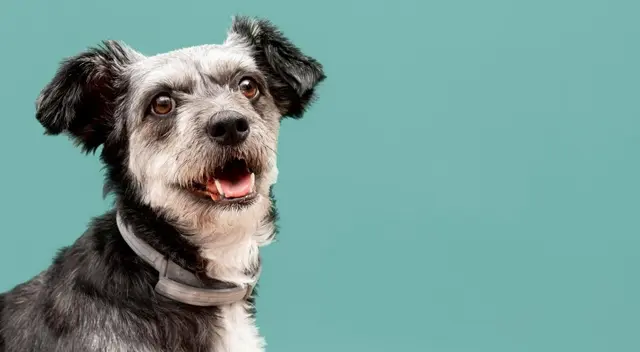 El clip del pequeño cachorro se convirtió en viral tras conmover a internautas. El clip del pequeño cachorro se convirtió en viral tras conmover a internautas.