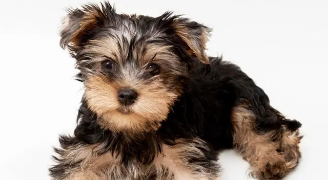 Tras su difusión en las redes sociales, los usuarios se emocionaron hasta las lágrimas tras ser testigos de una verdadera ‘amistad’ entre ambos cachorros Tras su difusión en las redes sociales, los usuarios se emocionaron hasta las lágrimas tras ser testigos de una verdadera ‘amistad’ entre ambos cachorros