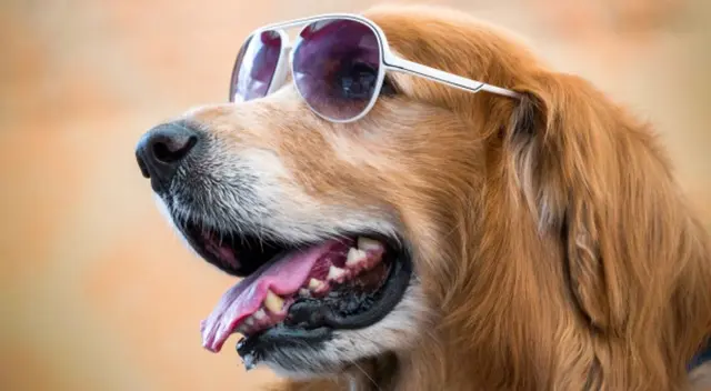 Tras su difusión en las redes sociales, los usuarios se emocionaron hasta las lágrimas tras ser testigos de una verdadera ‘amistad’ entre ambos cachorros Tras su difusión en las redes sociales, los usuarios se emocionaron hasta las lágrimas tras ser testigos de una verdadera ‘amistad’ entre ambos cachorros