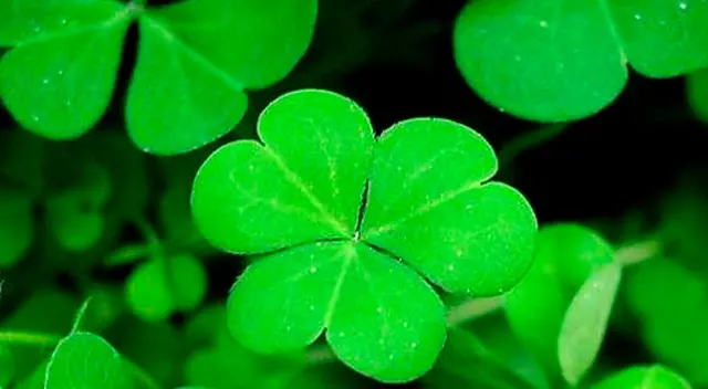 Recuerda que tienes que buscar a los tréboles de tres hojas. Recuerda que tienes que buscar a los tréboles de tres hojas.