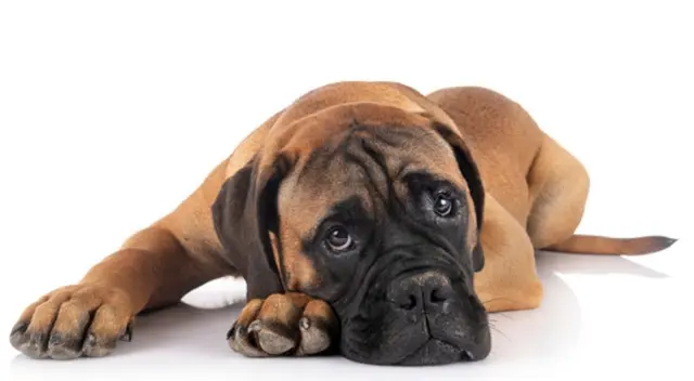 Un pequeño perro conmovió a cientos de internautas al despedirse de la veterinaria. Un pequeño perro conmovió a cientos de internautas al despedirse de la veterinaria.