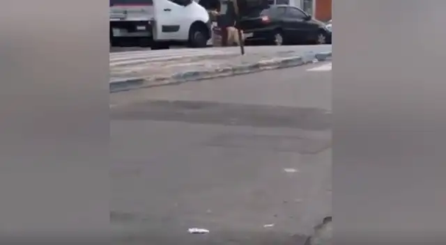 Perrito escapa de la casa de su dueño para irse al mercado y traer comida