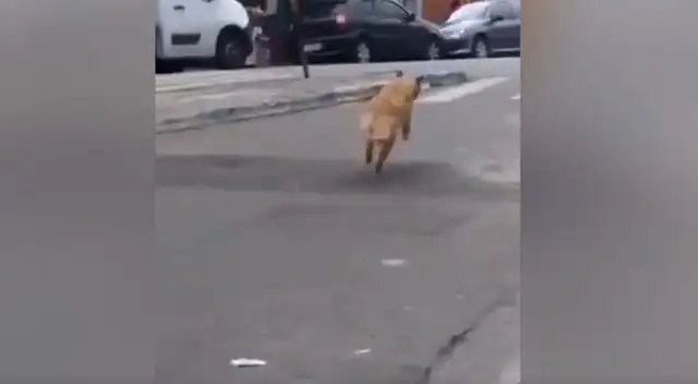 Perrito escapa de la casa de su dueño para irse al mercado y traer comida