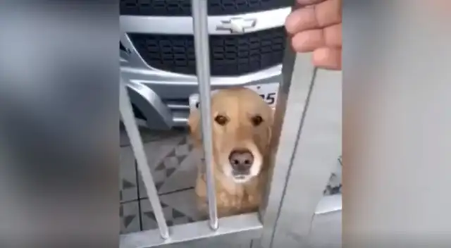 El astuto perro se las 'ingenió' para traer un pan del mercado y llevarlo hasta la vivienda de su dueño para compartir junto a él.