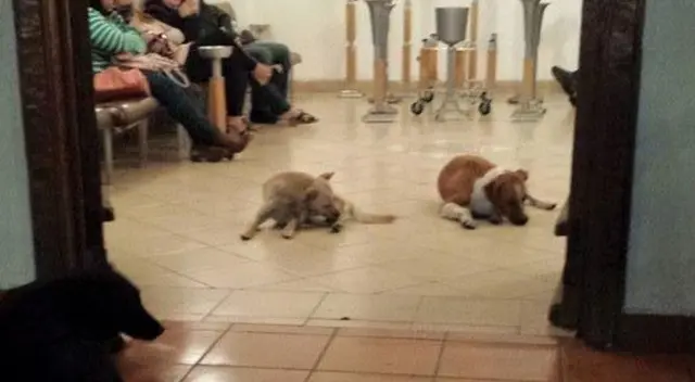 Los familiares de la señora quedaron muy sorprendidos cuando los perros aparecieron repentinamente en el funeral. La historia se volvió viral en redes sociales.