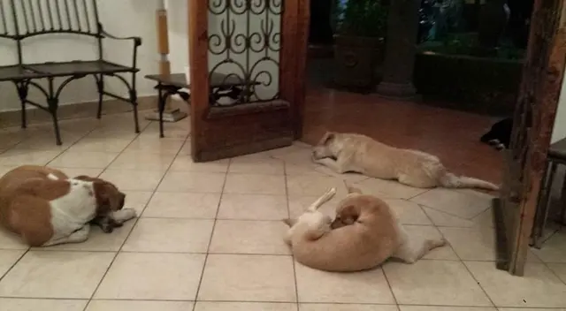Los familiares de la señora quedaron muy sorprendidos cuando los perros aparecieron repentinamente en el funeral. La historia se volvió viral en redes sociales.