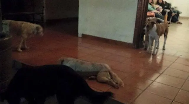 Los familiares de la señora quedaron muy sorprendidos cuando los perros aparecieron repentinamente en el funeral. La historia se volvió viral en redes sociales.