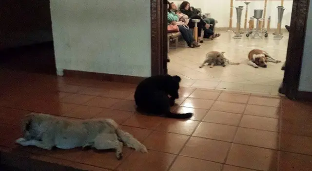 Se volvió viral en Facebook, la historia de un velorio de mujer que alimentaba a perros callejeros.