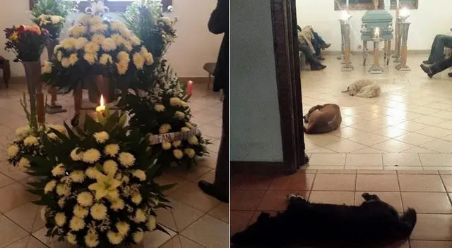 Se volvió viral en Facebook, la historia de un velorio de mujer que alimentaba a perros callejeros.