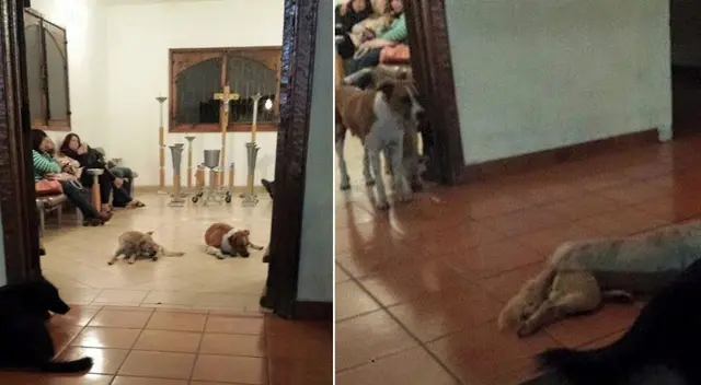 Varios cachorros de la calle tuvieron noble gesto en funeral de mujer que los alimentaba.