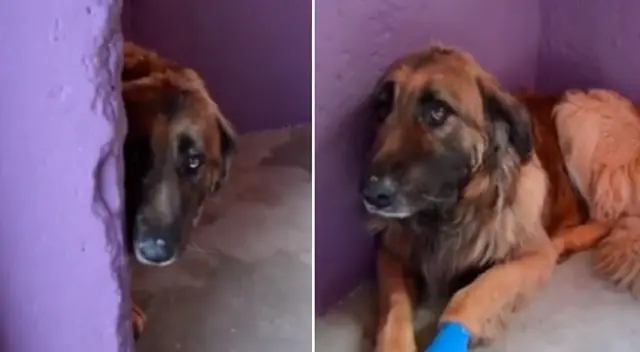 El tierno video se hizo viral en TikTok.