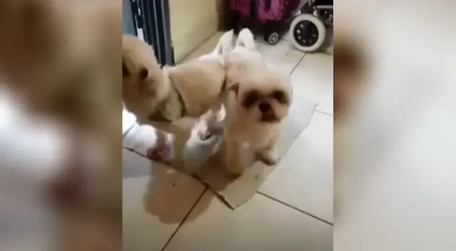 Perritos aprenden a limpiarse las patas antes de entrar a su casa Perritos aprenden a limpiarse las patas antes de entrar a su casa