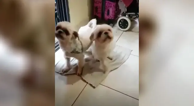 Perritos aprenden a limpiarse las patas antes de entrar a su casa Perritos aprenden a limpiarse las patas antes de entrar a su casa