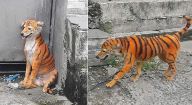 A través de una publicación de Facebook, buscan el paradero del culpable.