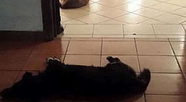 Varios perros callejeros tuvieron noble gesto en funeral de la mujer que los alimentaba.