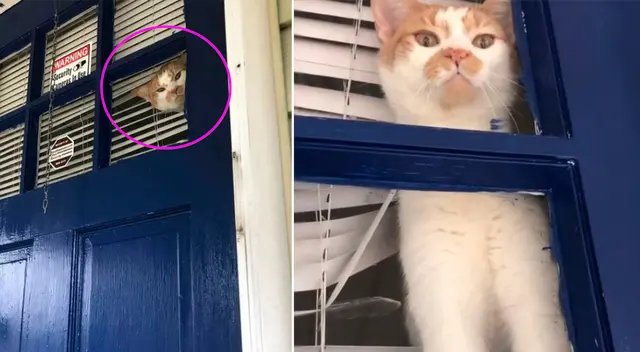 El gato se desesperó al ver que su dueña estaba afuera de su hogar.