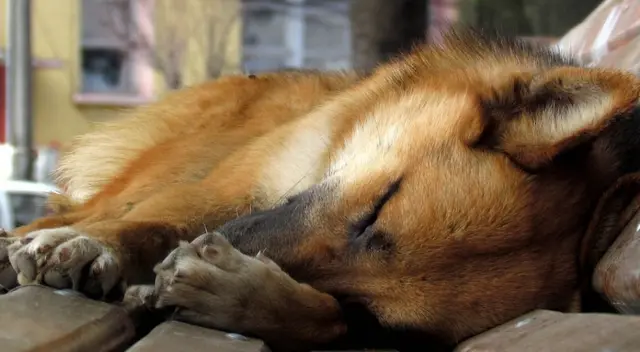 Perritos callejeros asisten al funeral de la mujer que los alimentaba todos los días