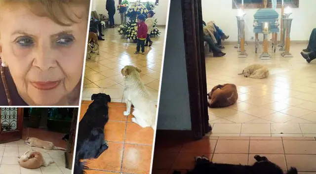 Perritos callejeros asisten al funeral de la mujer que los alimentaba todos los días