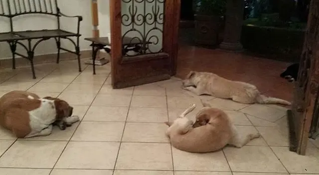 Perritos callejeros asisten al funeral de la mujer que los alimentaba todos los días