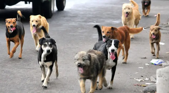 Perritos callejeros asisten al funeral de la mujer que los alimentaba todos los días